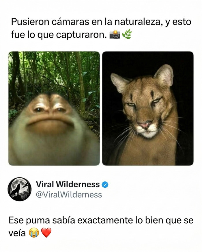 Puma posando ante cámara oculta en la naturaleza, momentos fascinantes de animales salvajes
