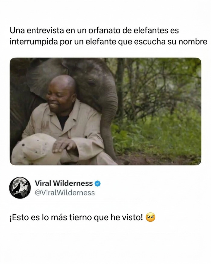 Elefante tierno abrazando a su cuidador en momentos fascinantes de animales en libertad