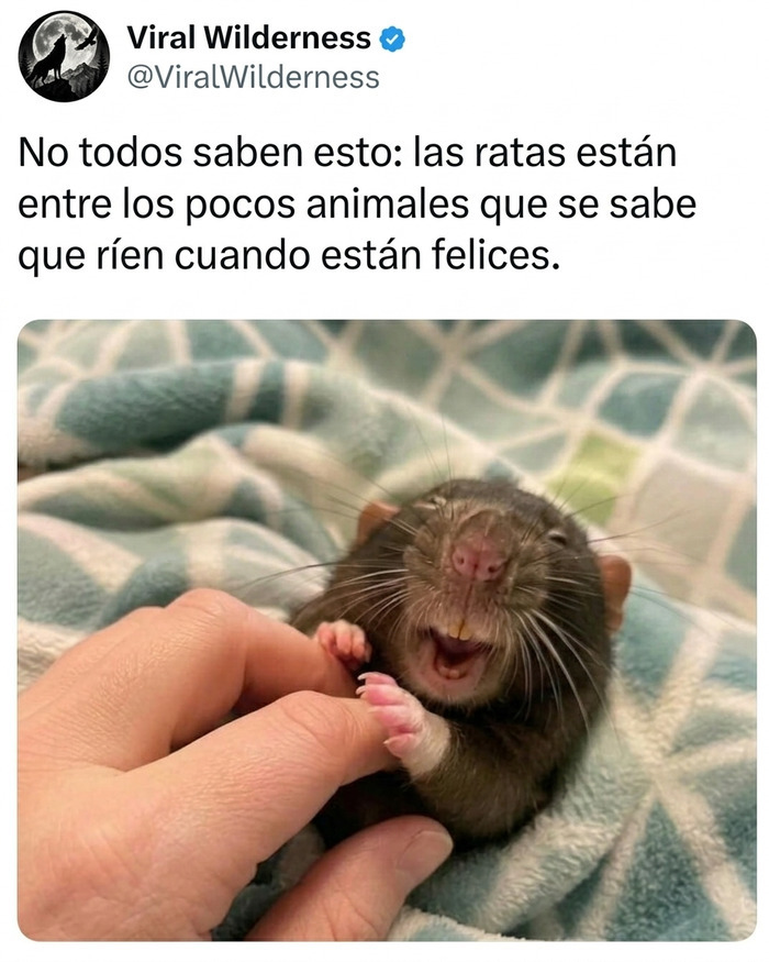 Rata pequeña sonriendo y feliz en momentos fascinantes de animales.