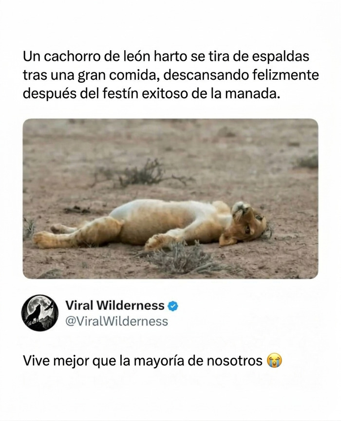 Cachorro de león panza arriba descansando, hermosos momentos fascinantes de animales.