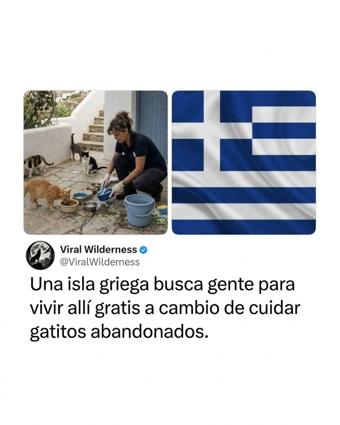 Mujer cuidando gatos en Grecia, una muestra de momentos fascinantes de animales.