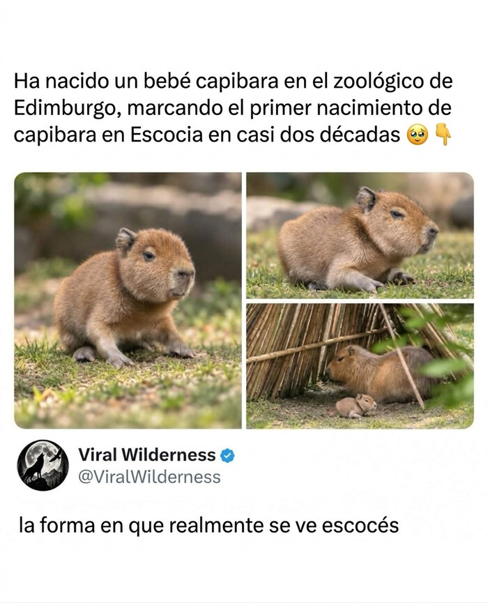 Pequeño capibara bebé en el zoológico, mostrando momentos fascinantes de animales.
