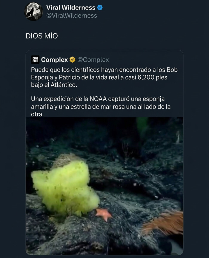 Una esponja amarilla y estrella de mar rosa en el océano, momentos fascinantes de animales y naturaleza.