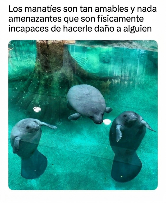 Tres amigables manatíes nadando bajo el agua, un ejemplo de los momentos fascinantes de animales.