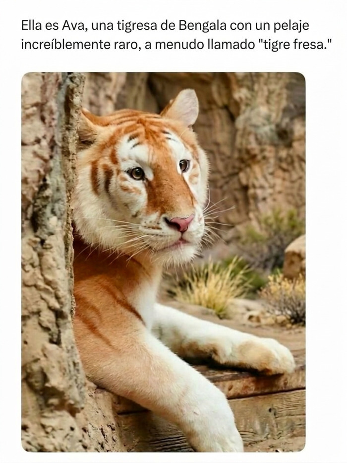 Un hermoso e inusual tigre fresa de Bengala descansando, capturando momentos fascinantes de animales.