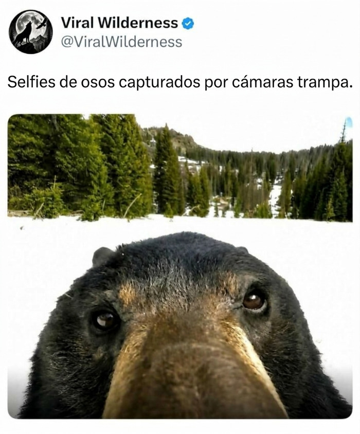 Primer plano de un oso curioso en la nieve, mostrando momentos fascinantes de animales y naturaleza.