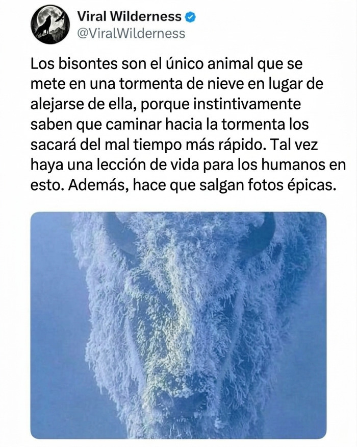 Bisonte cubierto de nieve durante tormenta helada, uno de los momentos fascinantes de animales de la naturaleza.