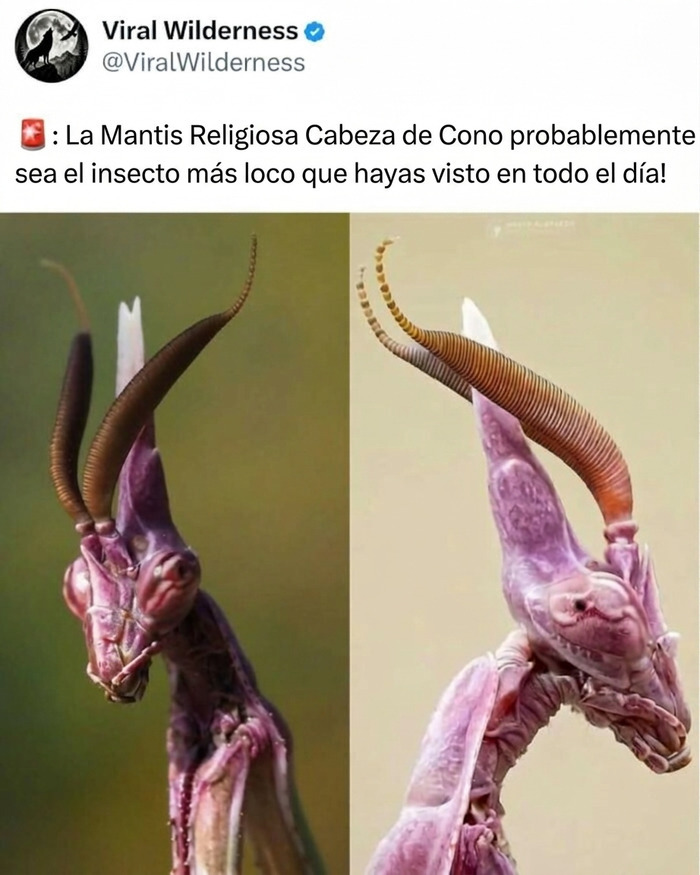 Primer plano de mantis religiosa cabeza de cono, mostrando momentos fascinantes de animales e insectos de la naturaleza.