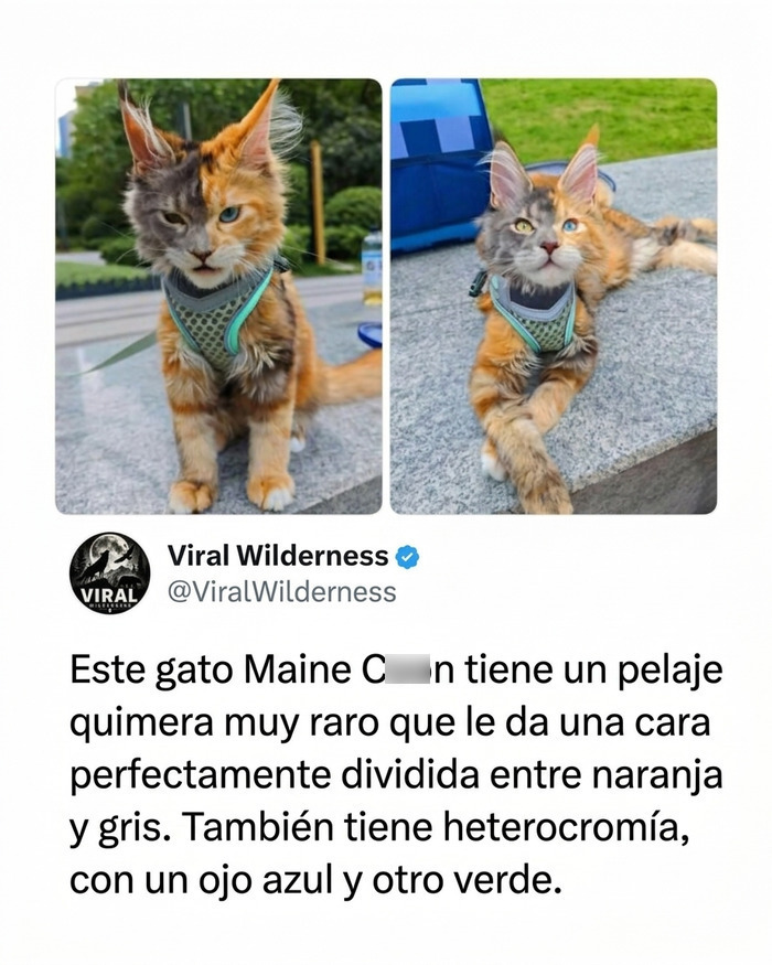 Gato Maine C**n con rostro bicolor gris y naranja, mostrando lo increíble de la naturaleza.