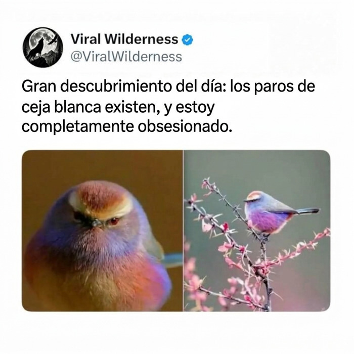 Ave de colores púrpura con ceja blanca en una rama, un detalle de la fascinante vida de animales.