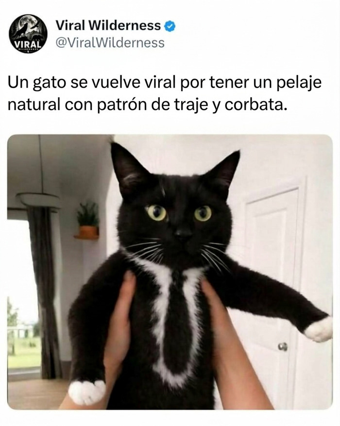 Gato negro con pelaje blanco en forma de corbata, una de las curiosidades de animales en internet.