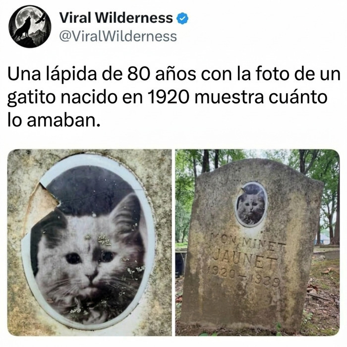Lápida antigua con foto de un tierno gatito de 1920, mostrando la belleza de la naturaleza y el amor.