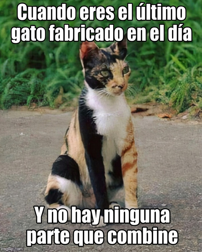 Gato tricolor con patrones descombinados en la calle, ideal para publicaciones divertidas para ayudar a relajarte.