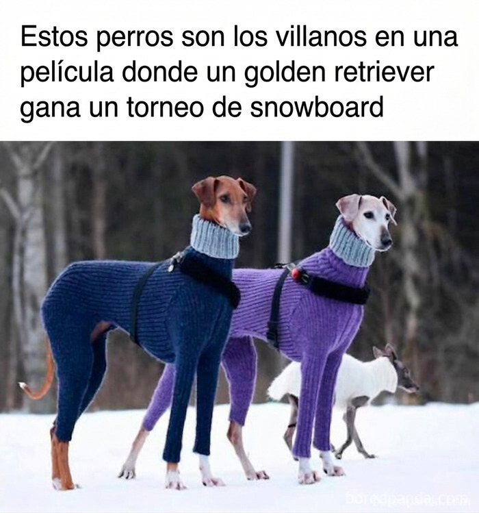 Dos perros con suéteres de cuello alto en la nieve, ideal entre publicaciones divertidas para ayudar a relajarte.