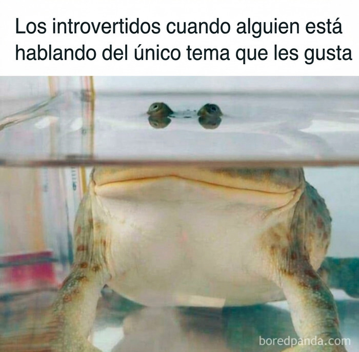Sapo asomándose desde el agua como meme de introvertidos para publicaciones divertidas.
