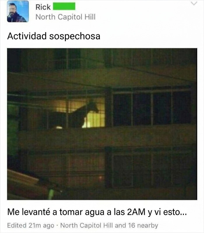 Captura de pantalla de un caballo en una ventana de edificio para publicaciones divertidas.