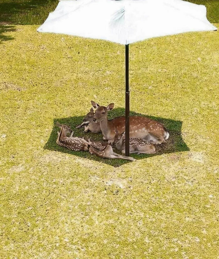 Familia de ciervos descansando bajo una sombrilla en el cesped, cosas tan curiosas del comportamiento animal.