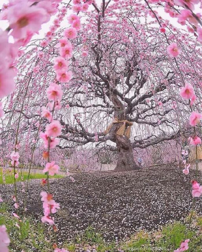 Hermoso arbol de cerezo rosa japones en floracion, una de las cosas tan curiosas de la naturaleza.