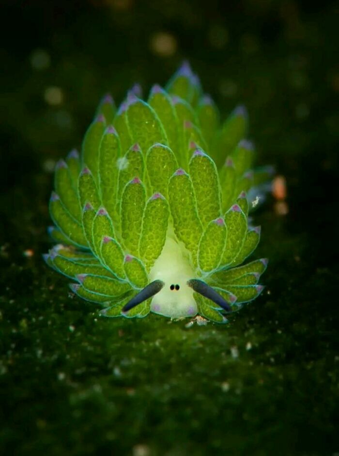 Pequeña babosa marina Costasiella kuroshimae, entre las cosas tan curiosas como maravillosas del océano.