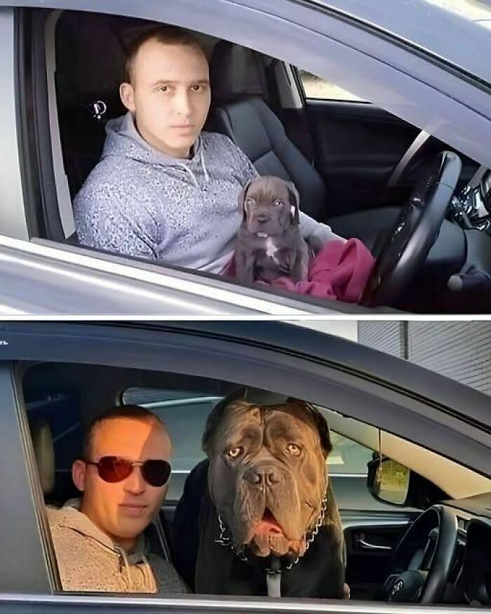 Antes y despues de un cachorro de mastin que crecio, una de las cosas curiosas de la vida
