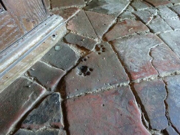 Huellas de perro grabadas en el suelo de piedra antiguo, detalles de cosas curiosas