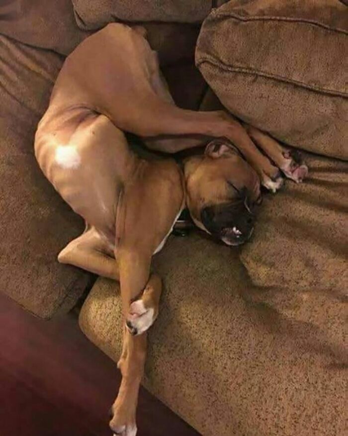 Perro boxer durmiendo en una posicion extraña, una de esas cosas curiosas de ver
