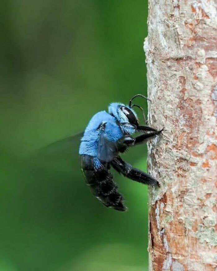 Una abeja azul de la madera, una de las cosas curiosas de la naturaleza