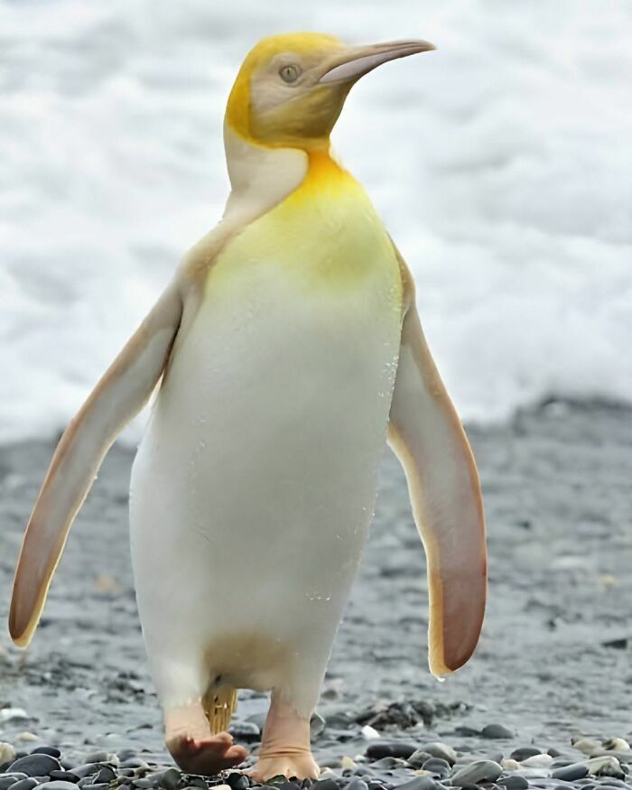 Pingüino rey amarillo extremadamente raro en una playa de guijarros