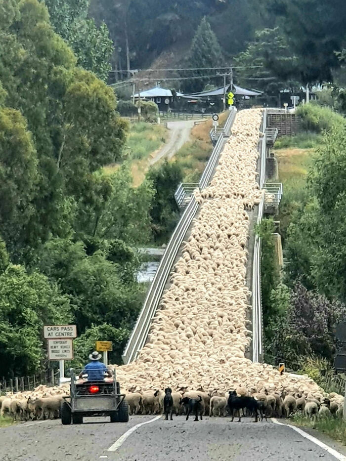 Un enorme rebaño de ovejas cruzando un puente largo, entre las cosas curiosas más asombrosas de internet.