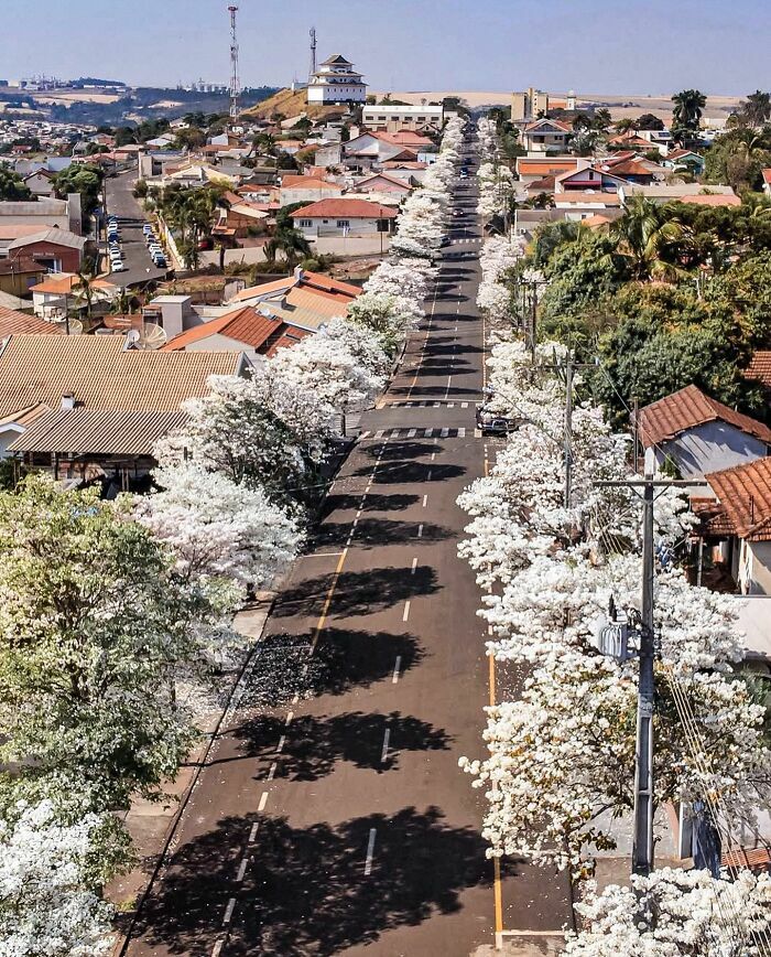 Impresionante calle decorada con árboles de flores blancas, entre las cosas curiosas más maravillosas compartidas.