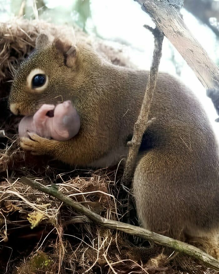 Una de las cosas curiosas es una ardilla madre protegiendo tiernamente a su cría recién nacida en el nido.