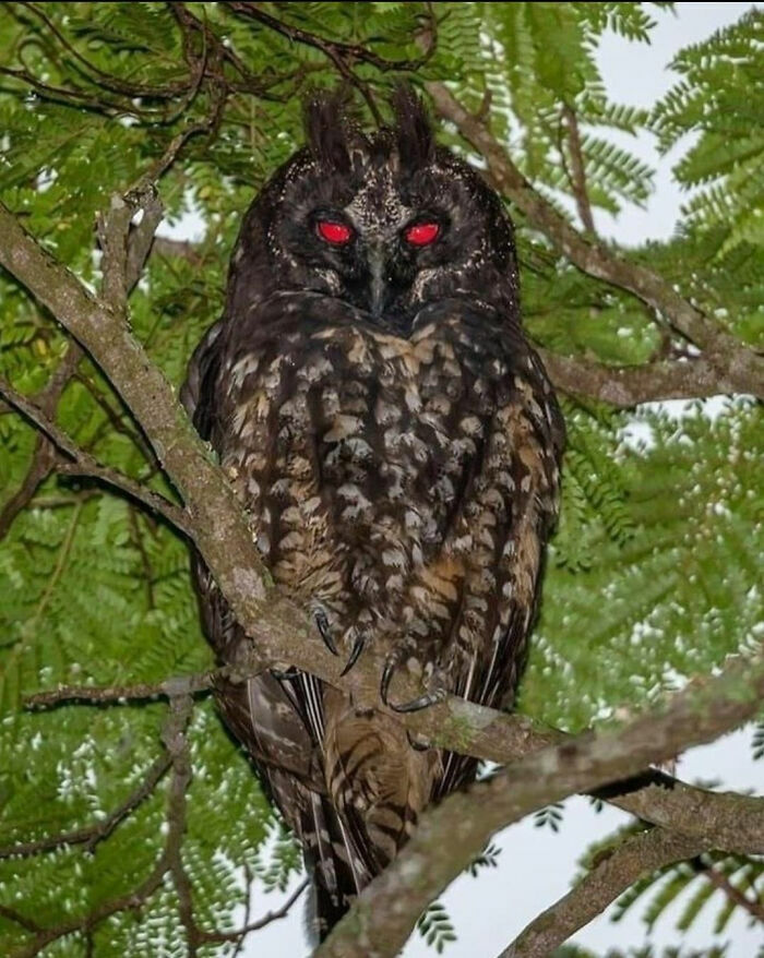 Un búho con ojos rojos brillantes posado en la rama de un árbol, una de las cosas curiosas de la naturaleza.