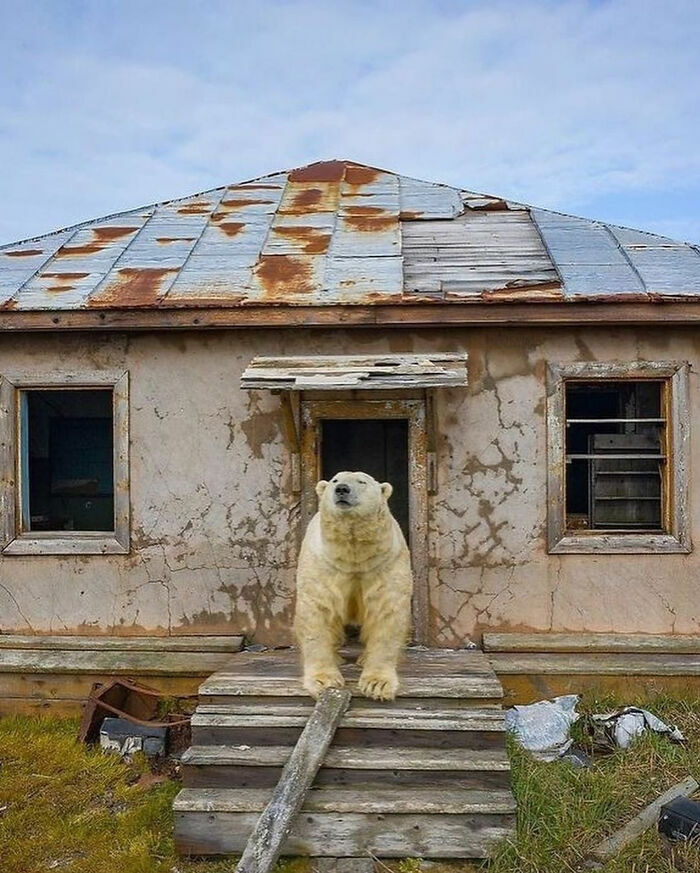 Oso polar en la puerta de una casa abandonada, parte de las cosas tan curiosas de internet