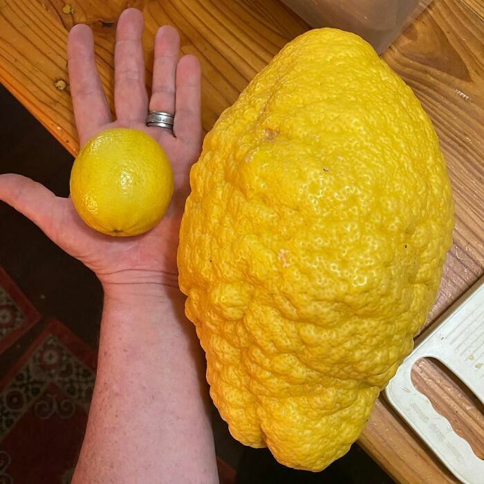 Limón gigante comparado con uno normal, una de las cosas curiosas de esta comunidad online.