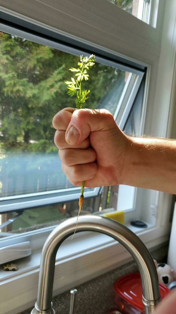 Mano sosteniendo una diminuta zanahoria cosechada para ilustrar un mal dia en la cocina.