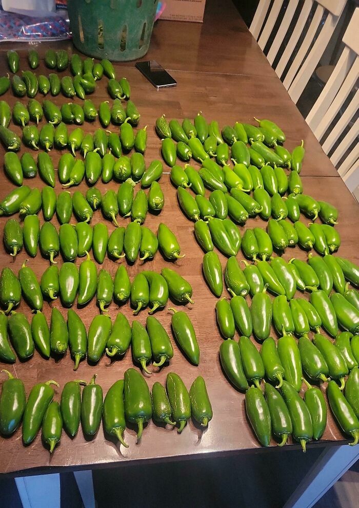 Cientos de chiles jalapeños organizados sobre una mesa de madera
