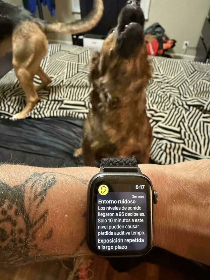 Perro aullando ruidosamente cerca de un reloj que marca 95 decibelios, divertido error de novias y esposas