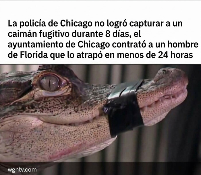Primer plano de un caimán con cinta en el hocico en un meme sobre la destreza de un hombre de Florida