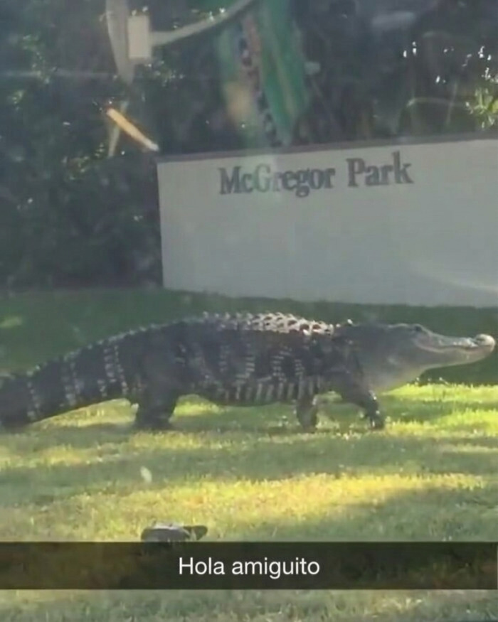 Cocodrilo gigante caminando por el césped de un parque, un clásico de los memes de Florida.