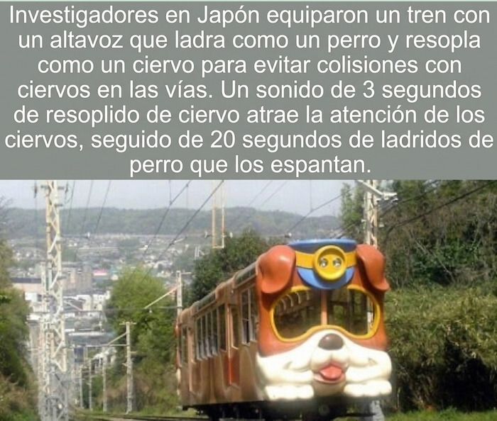 Datos curiosos: Un colorido tren japonés con diseño de perro que viaja por la vía rodeada de vegetación.