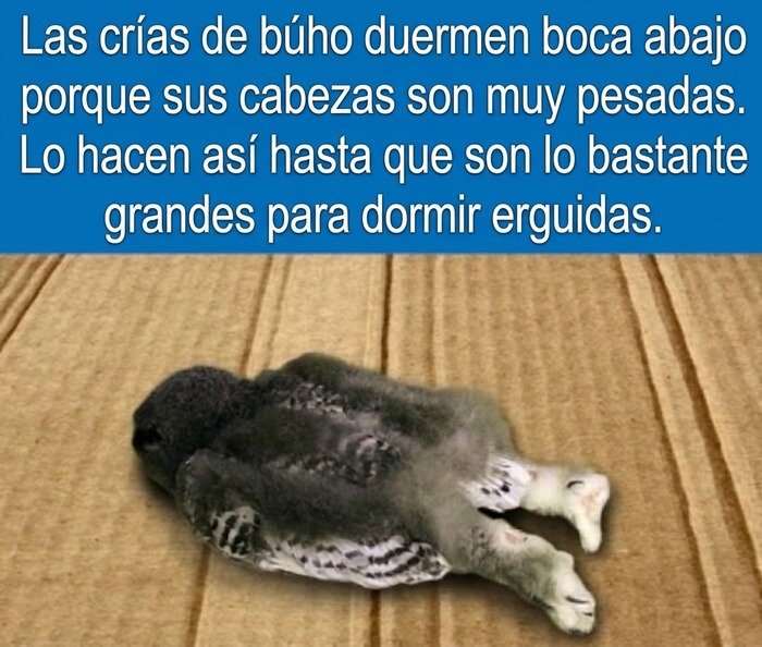 Datos curiosos: Una cría de búho durmiendo boca abajo sobre un cartón debido al peso de su cabeza.