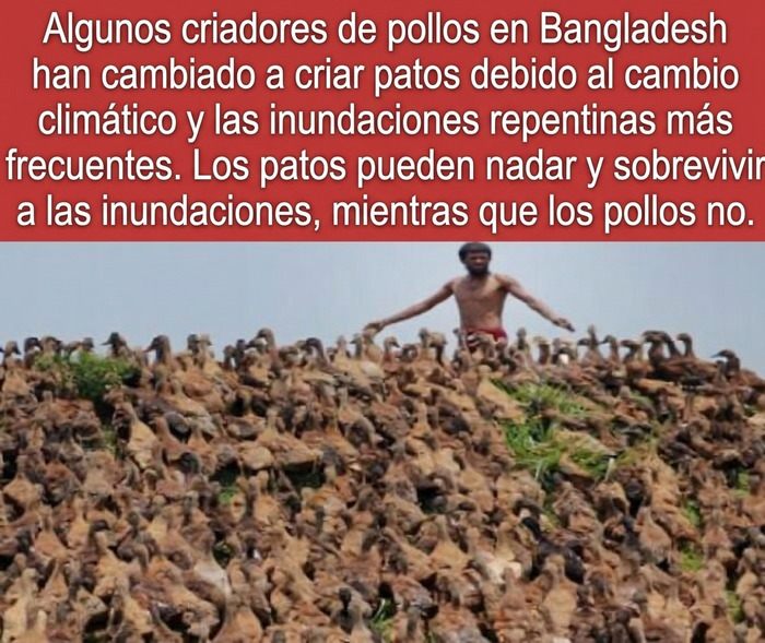 Datos curiosos: Un granjero en Bangladesh rodeado de cientos de patos para evitar inundaciones.