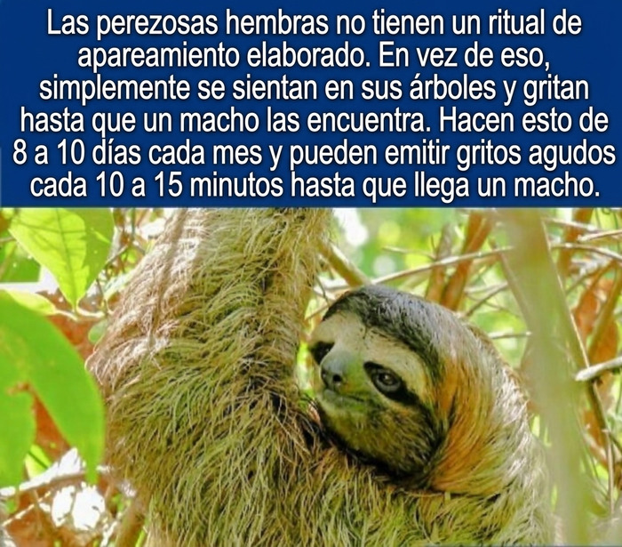 Datos curiosos de la naturaleza sobre el curioso ritual de apareamiento de un oso perezoso hembra.
