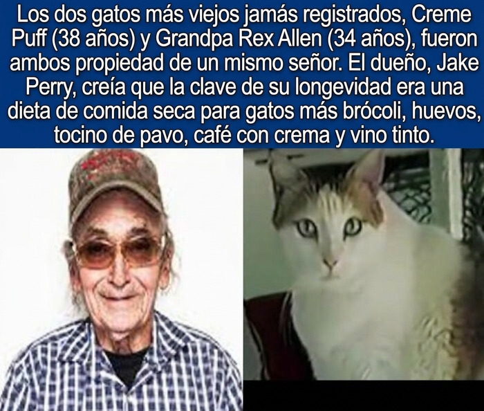 Datos curiosos sobre Jake Perry y su gato Creme Puff, el felino más longevo registrado.