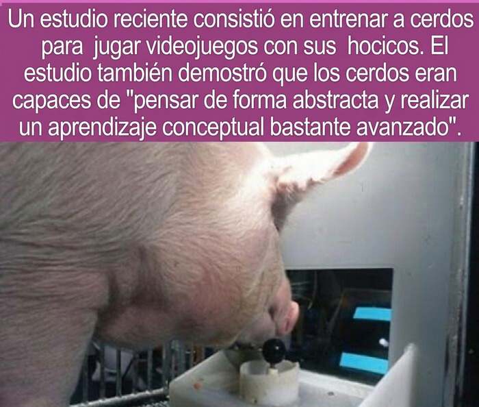 Datos curiosos sobre la inteligencia animal de un cerdo jugando un videojuego con su hocico.