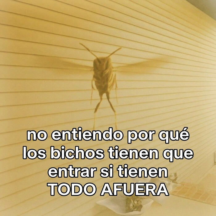 Insecto volador gigante en la pared que causa risa y vergüenza ajena