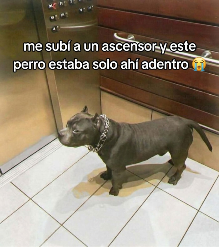 Un perro pitbull en un ascensor que causa risa y vergüenza ajena