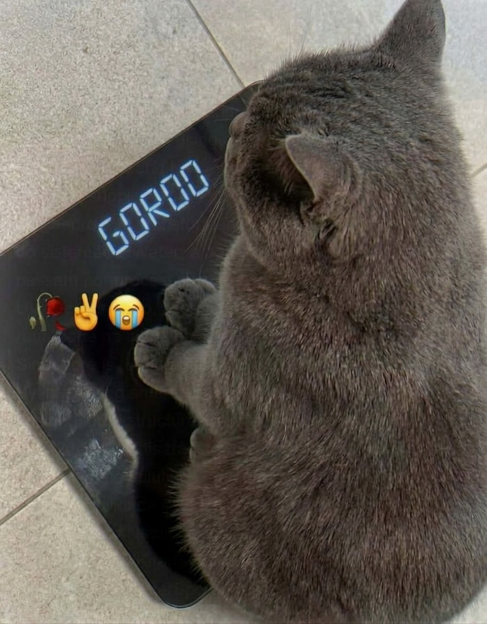 Un gato gris sobre una báscula que dice gordo, ideal para publicaciones que causan risa