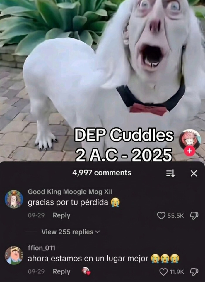 Meme de un perro blanco con cara humana extraña que causa risa y vergüenza ajena