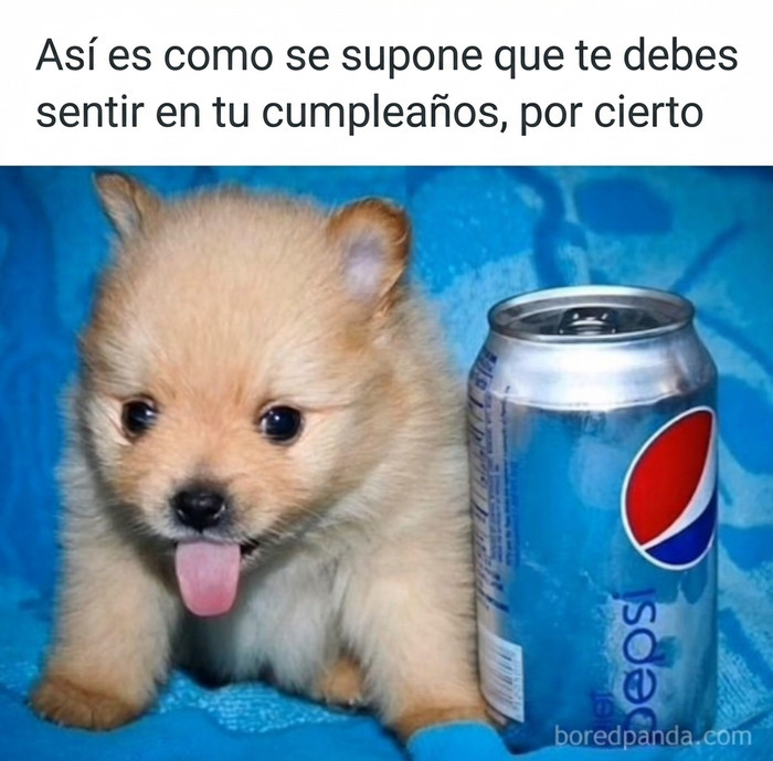 Cachorro tierno al lado de una lata con texto gracioso que causa risa en su cumpleaños